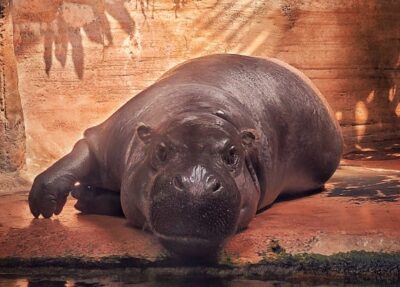 pygmy hippo lying down